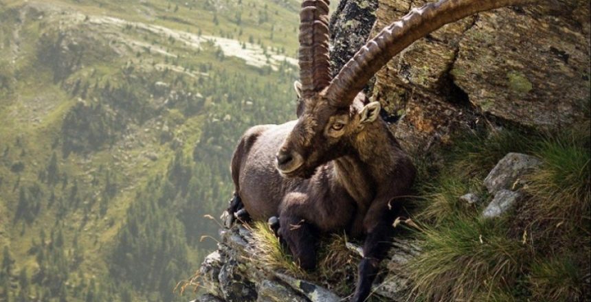 on the edge mountain goat
